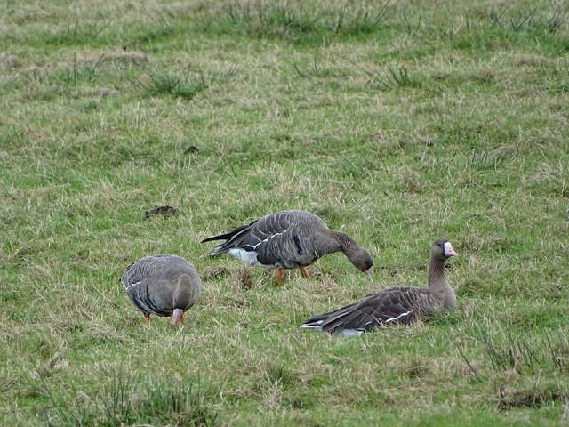 在不僅加強 在不僅加強
